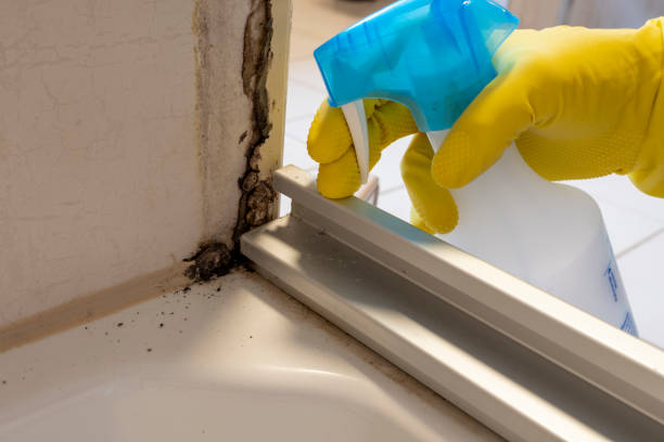 Best Commercial Mold Removal  in Shenandoah Farms, VA