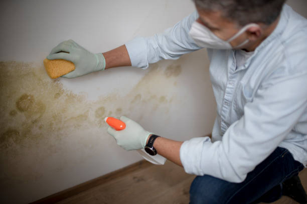Best Emergency Mold Removal  in Shenandoah Farms, VA