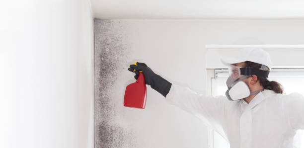 Best Mold Damage Repair  in Shenandoah Farms, VA