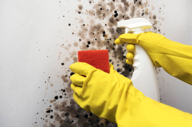 Best Best Mold Removal Companies  in Shenandoah Farms, VA