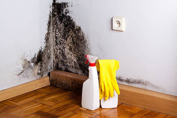 Best Certified Mold Removal  in Shenandoah Farms, VA