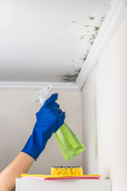 Best Mold Removal Company Near Me  in Shenandoah Farms, VA